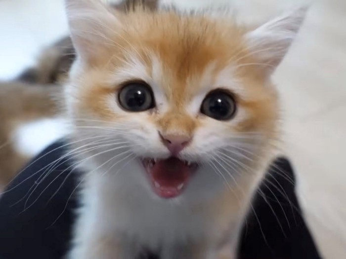 鳴き声をあげる子猫