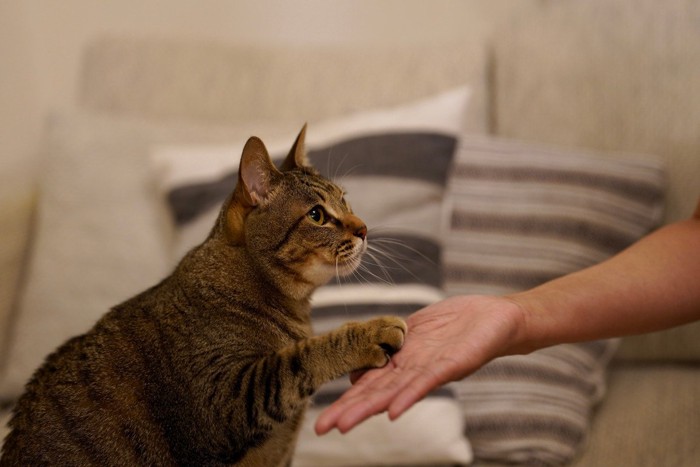 お手をする猫