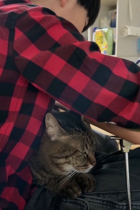 宿題をしている男の子と鉛筆に膝の上にいる猫