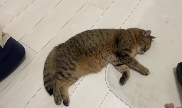 床で寝ている猫