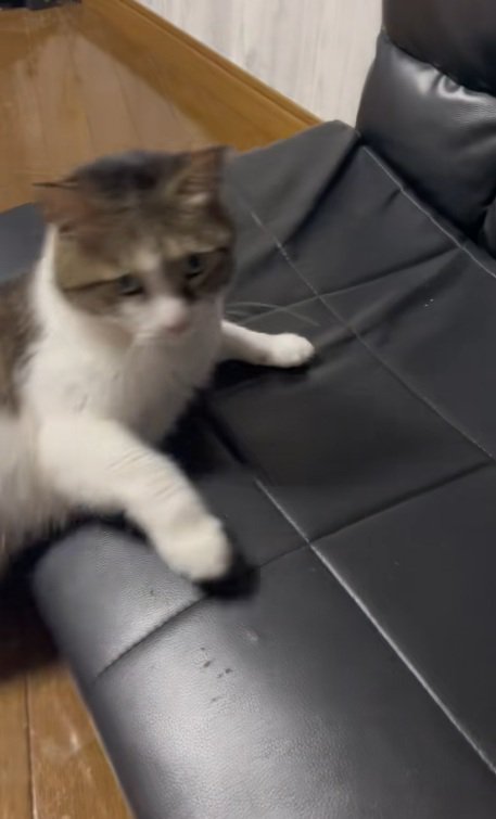 ソファーから落ちた猫