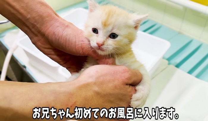 抱っこされている子猫