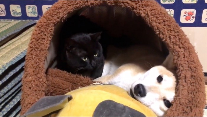 犬の足の間に立って立ち止まる黒猫