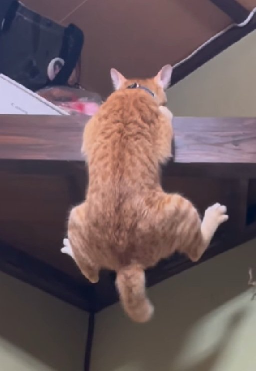 耐える猫
