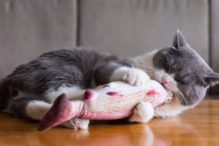 蹴りぐるみで遊ぶ猫