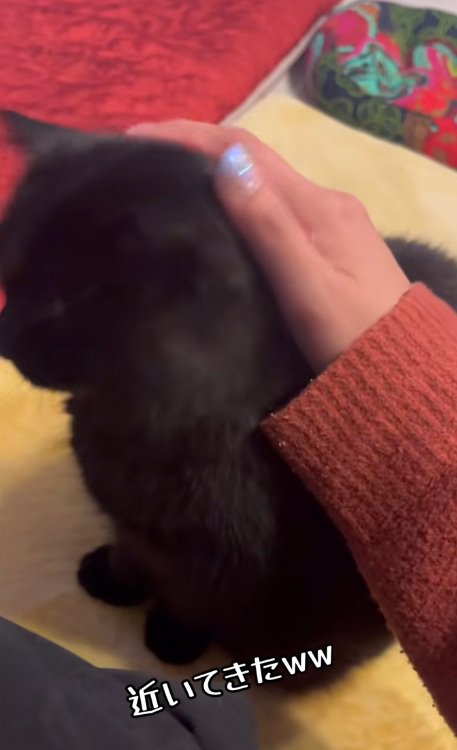 飼い主になでられている黒猫