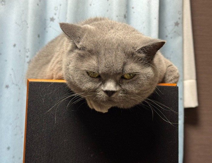 棚の上で寝そべる猫