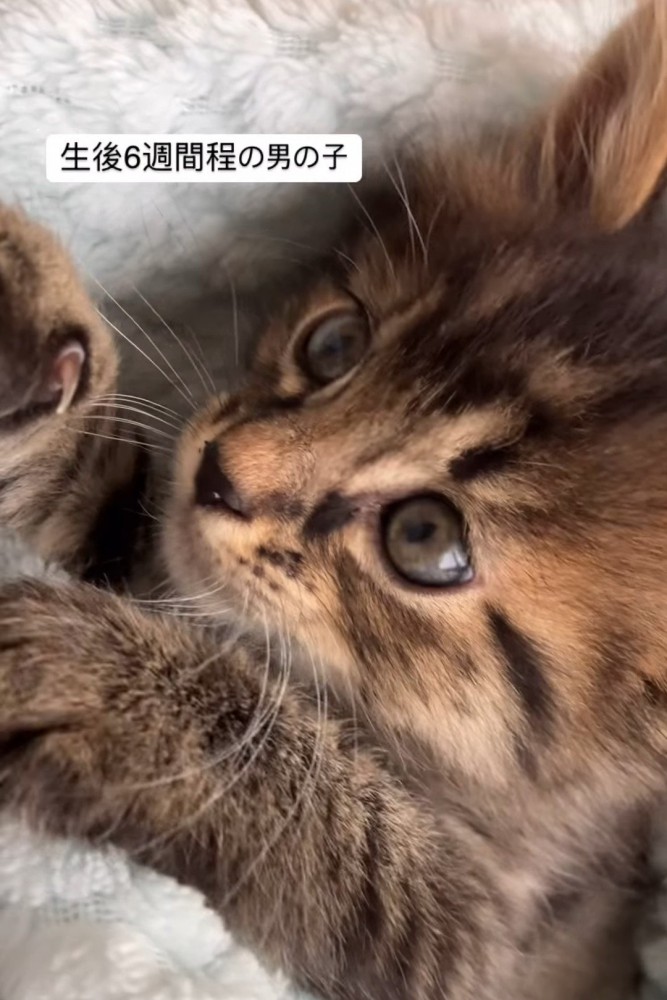 ブランケットに包まれる子猫