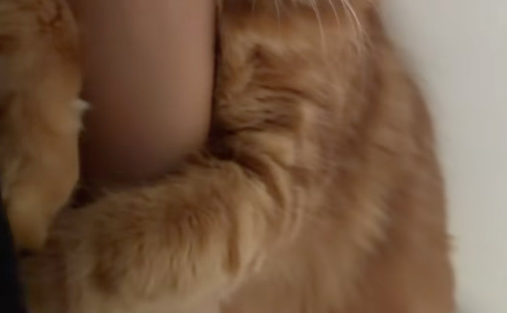 抱きつく猫の前足