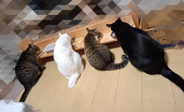 ごはんを食べている4匹の猫