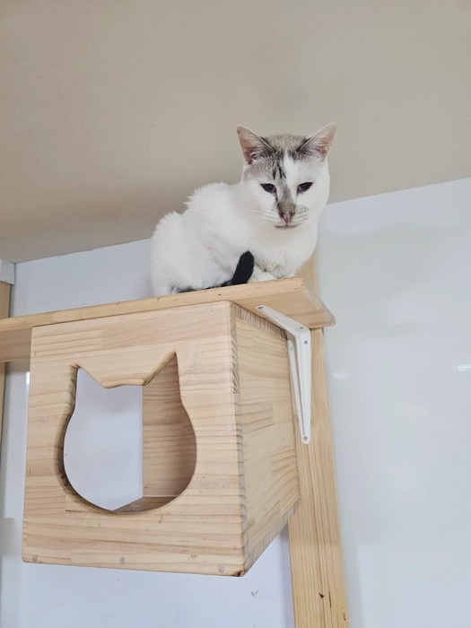 キャットウォークの上の白猫