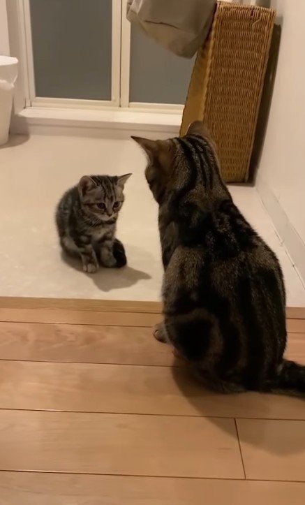 向かい合う2匹の猫