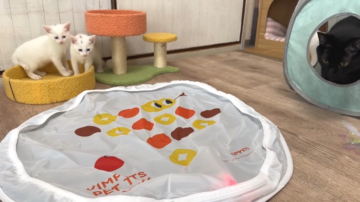 奥で固まる子猫2匹