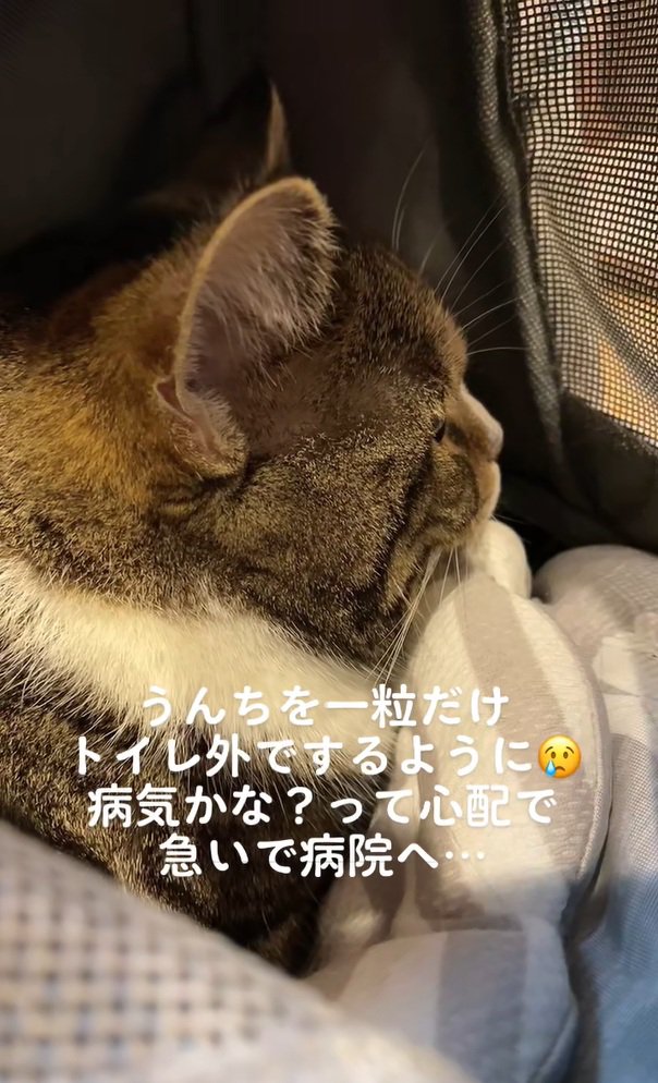 病院に向かう猫