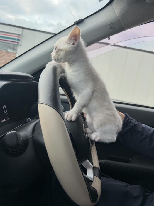 車の運転席にいる子猫