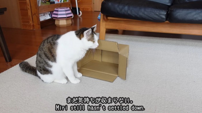 スコティッシュフォールドを睨むミックス猫