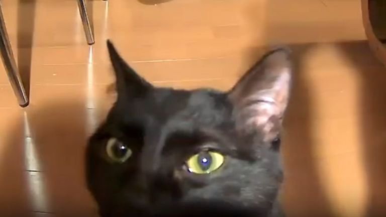 ペットカメラに映る黒猫