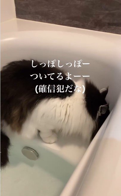 お湯を飲んでいる猫%％濡れても構わず
