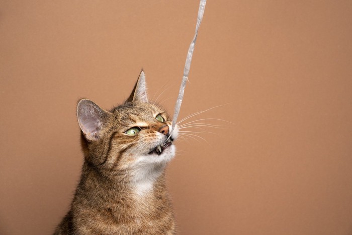 ヒモにかじりつく猫
