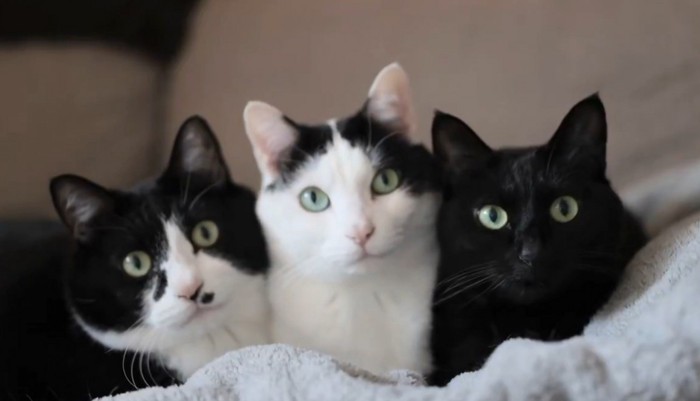 猫三匹（カメラ目線）