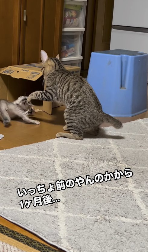 体を捻って転がる子猫と座りながら左前足を伸ばす猫