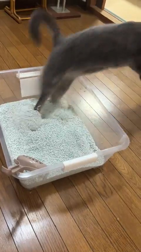 飛び出る猫