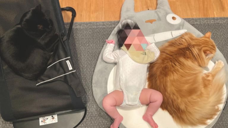 赤ちゃんと猫