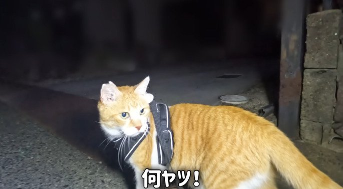 振り返る猫