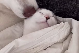 顔を舐めてもらう子猫