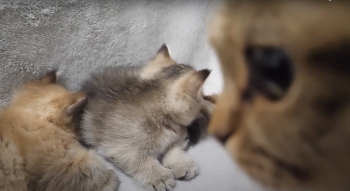 猫の横顔のアップと子猫