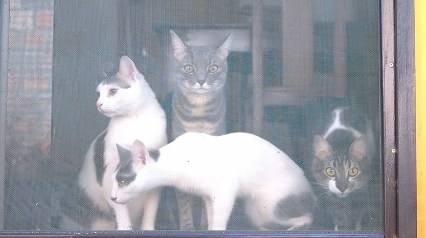 網戸ごしに外を見る4匹の猫