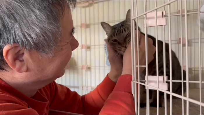 キジトラ猫の顔を撫でる男性