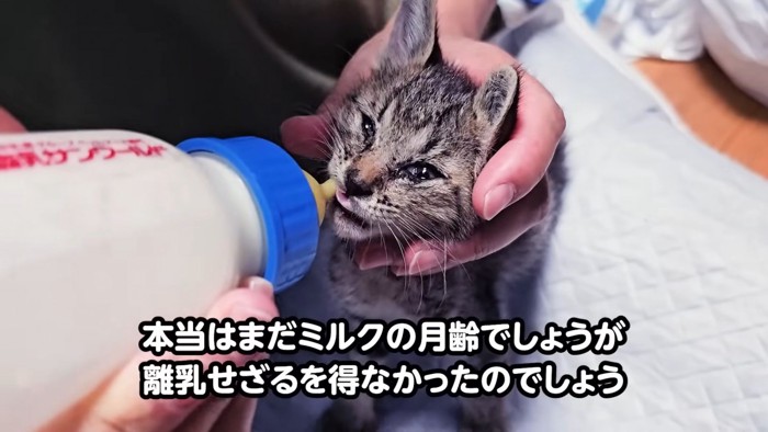 哺乳瓶をくわえる子猫