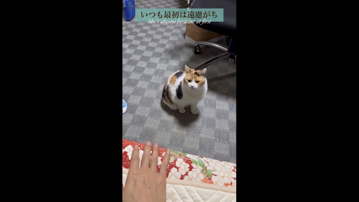少し戸惑うような眼差しのミケ