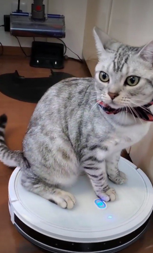 ロボット掃除機に乗る猫5