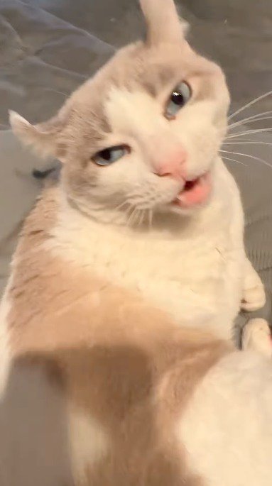 男性を見て鳴く猫