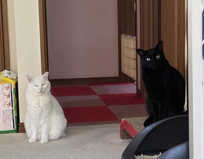 座っている黒猫と白猫