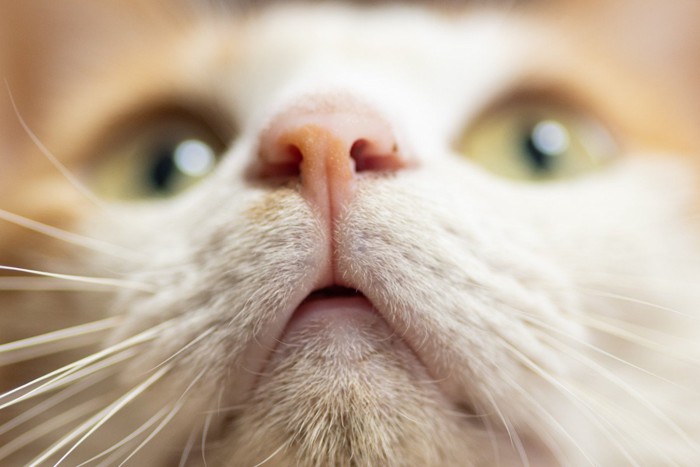 猫の口元