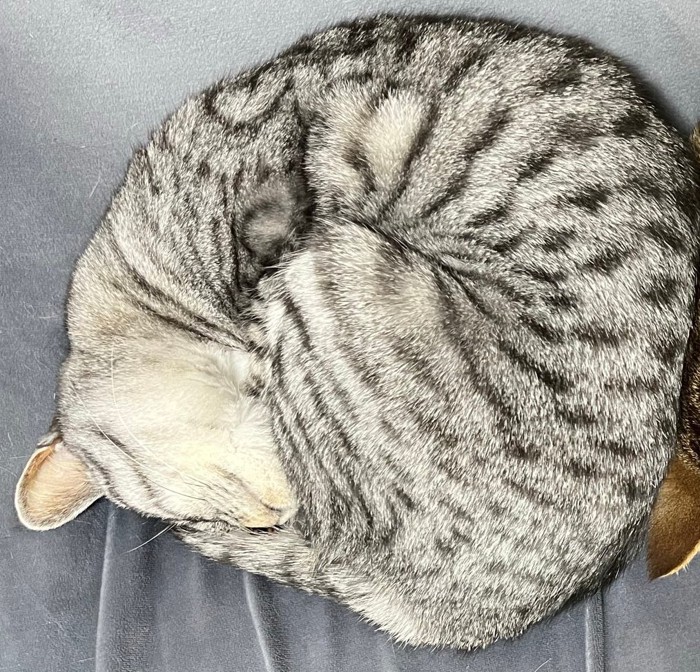 サバトラちゃん