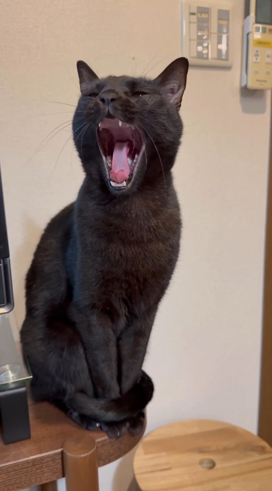 口を開けてあくびをする猫