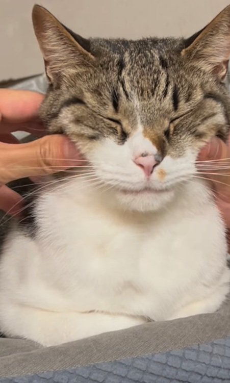 マッサージされるメルくん