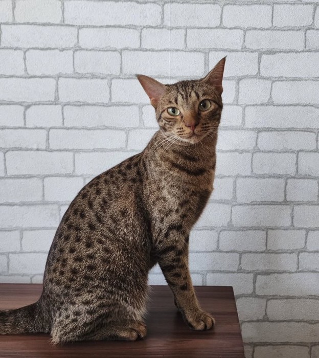 棚の上でお座りをしている猫