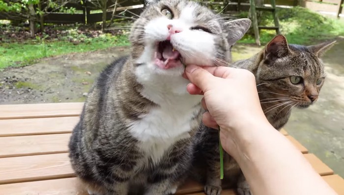 雑草を食べるまるさん