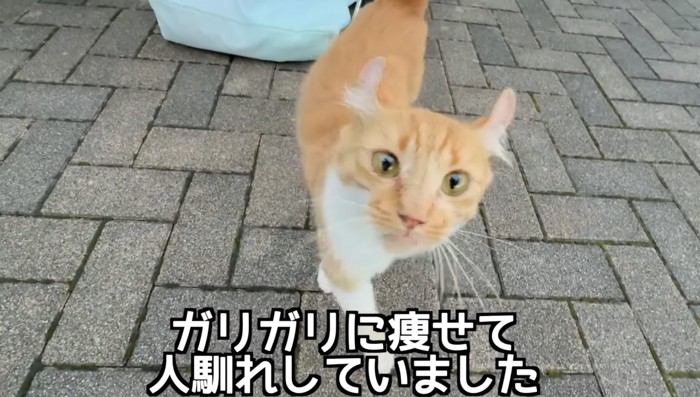 痩せた子猫を保護