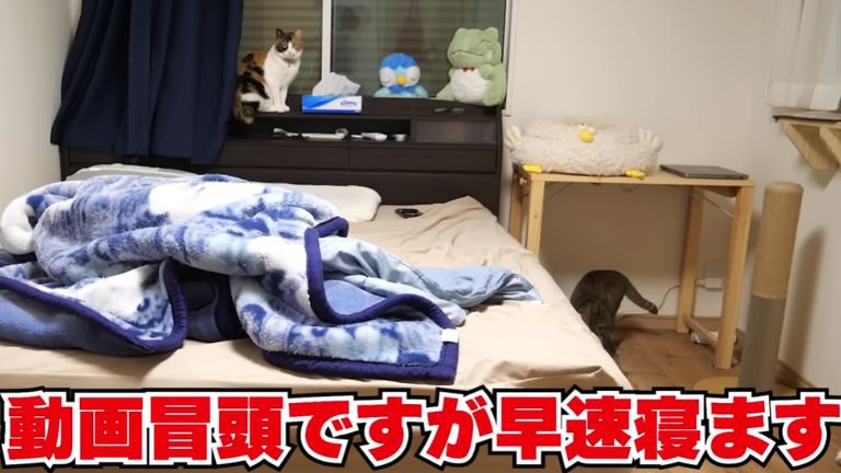 寝室に集まる猫