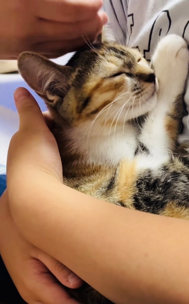 息子さんに抱っこされてママさんに撫でられる子猫