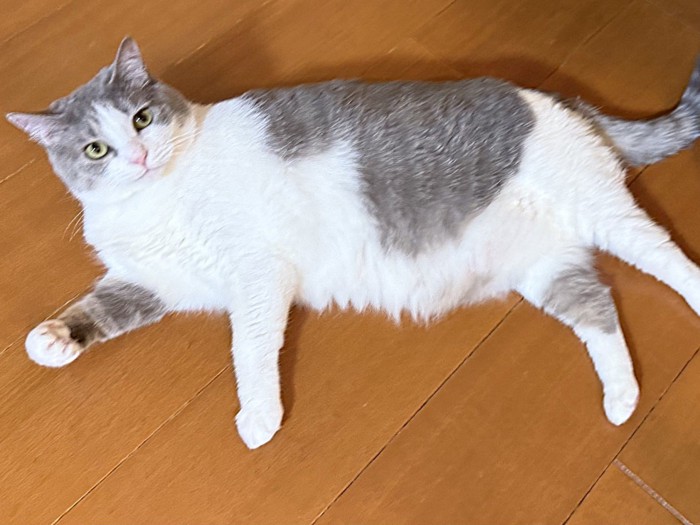 腕と足を前後に広げ寝そべる猫