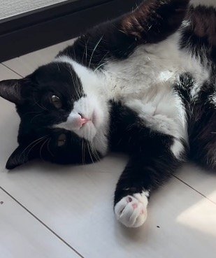 女性を見つめる猫