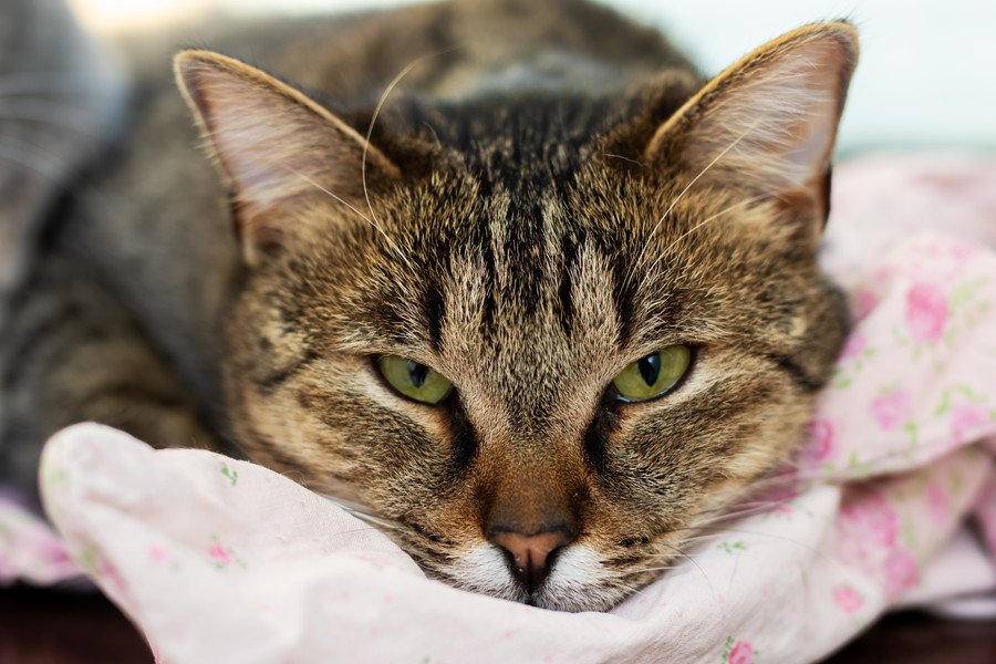 眠そうな高齢猫