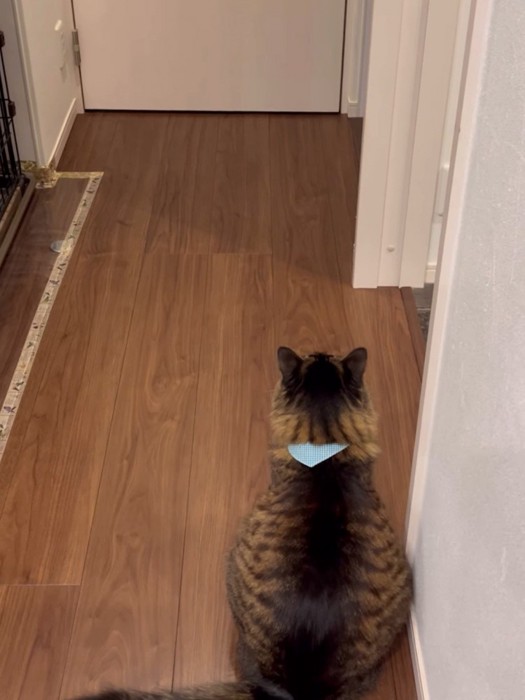 お座りする猫の背中